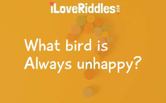 What Bird Is Always Unhappy